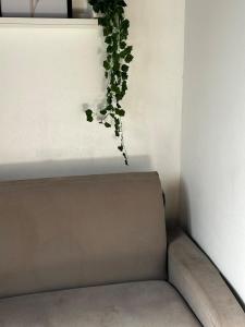 a plant sitting on top of a couch at Casa Floripes in Cayru