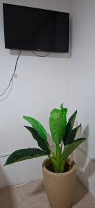 a plant in a pot sitting on a floor at Apart Brumato in Catriel