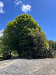 a large tree in the middle of a driveway at Cosy rural getaway in Otorohanga