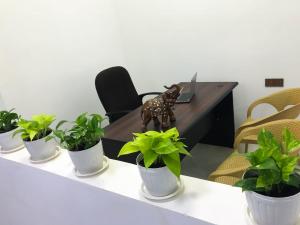 een bureau met vier potplanten op een tafel bij The Mammoth udawalawe in Udawalawe +17 foto's