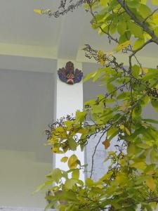 Κήπος έξω από το villa Calm Haven +18 φωτογραφίες