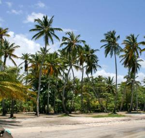 um grupo de palmeiras em uma praia de areia em Gîte L'instant Cocooning em Baie-Mahault