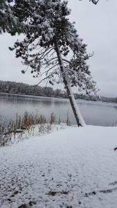 a tree in the snow next to a lake at Idyllic Log Cabin Steps from Somo Lake near Tomahawk, Wisconsin in Tomahawk