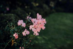 Zahrada ubytování Mt Taranaki Vista - rural escape with scenic views