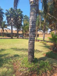 a palm tree in a field with palm trees at 310 Bonnyvale in Kempton Park +1 photo