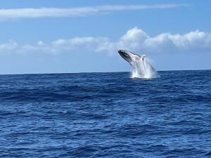 Fotografie z fotogalerie ubytování Vairani Lodge v destinaci Taputapuapea
