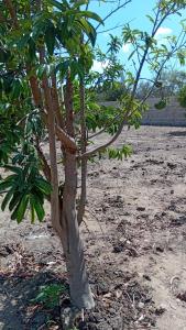 Galeriebild der Unterkunft Serene Haven of Rest in Iringa