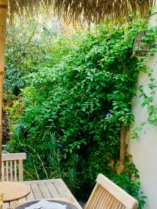 una gran planta verde que crece al lado de un edificio en La Maison narbonnaise, en Narbona