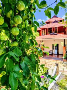 a tree with green fruit in front of a house at Nostalgia Homestay in Vythiri