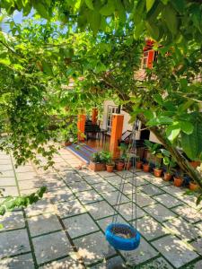 Zahrada ubytování Nostalgia Homestay + 30 fotografií