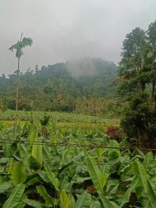 Příroda nedaleko vily