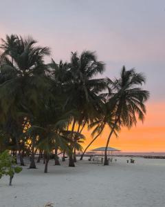 Un grupo de palmeras en una playa al atardecer en Oceara Dharavandhoo, en Dharavandhoo