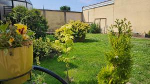 a garden with a plant in a yellow pot at Folks HOME in Novi Sad
