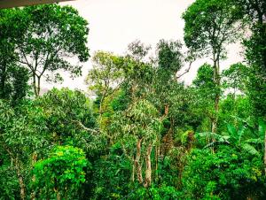 Gallery image of Camelia HomeStay in Pooppara