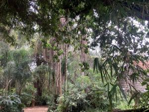 a group of trees in a garden with leaves at Studio Rosslyn Close in Nairobi