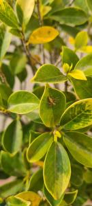 Κήπος έξω από το Hotel Bali Inn