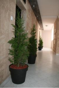 a row of potted trees in a hallway at Apartman broj 19 in Banja Koviljača