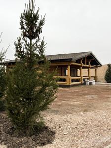 a pine tree in front of a log cabin at Дом из сруба in Koshi