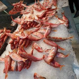 Άλλα ζώα σε αυτό το κάμπινγκ ή στη γύρω περιοχή