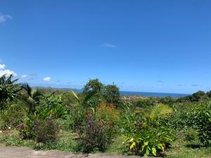 a field of plants with the ocean in the background at La Maison d'Abigaelle in Le François