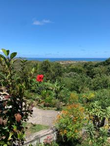 a red flower on a bush with the ocean in the background at La Maison d'Abigaelle in Le François