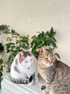 Κατοικίδιο ή κατοικίδια επισκεπτών που μένουν στο B&B La Terrazza Polifrone +222 φωτογραφίες