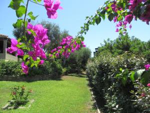 a garden with pink flowers and bushes at Dany in Costa Rei