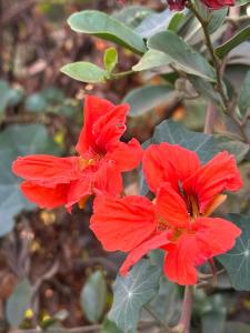 a group of red flowers on a plant at The Manor by Orchids in Arusha