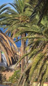 バジェエルモソにあるVv Casa Zoila A 15 Minutos del Garajonayの浜辺のヤシの木群 +33枚の写真