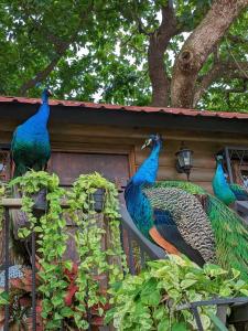 Động vật gần/tại nhà nghỉ dưỡng