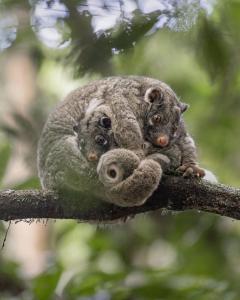 two koalas are sitting on a tree branch at Malanda Falls Retreat in Malanda