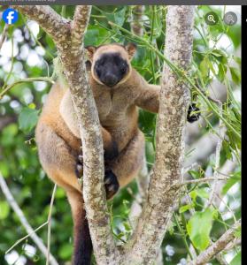 a koala sitting on top of a tree branch at Malanda Falls Retreat in Malanda