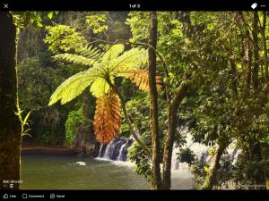 a waterfall in a forest next to a body of water at Malanda Falls Retreat in Malanda +3 photos