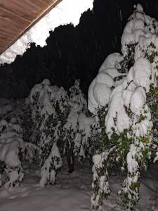 een groep bomen bedekt met sneeuw bij SUN vikendica in Rožaje +3 foto's