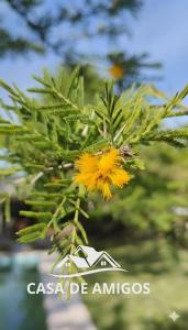 Una flor amarilla está colgando de un árbol en Casa de Amigos - Moradillo, en Santa Rosa de Calamuchita