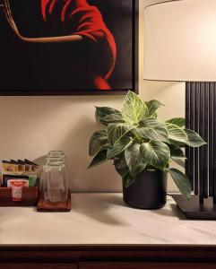 マックルズフィールドにあるPrivate King Room - Near AZ and Train Linksの灯台の横に座る植物