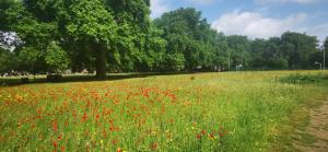 un champ de fleurs dans un parc avec des arbres dans l'établissement Private Room in Light, spacious flat, next to Broadway Market, E8, à Londres