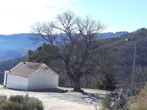 een boom naast een klein wit gebouw bij Melro-d' água in Manteigas