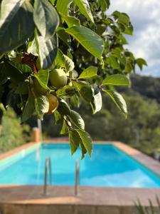 ein Apfelbaum mit einem Pool im Hintergrund in der Unterkunft Casa Rural Orilla del Hueznar in Cazalla de la Sierra