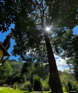 un arbre dont le soleil brille à travers dans l'établissement Flat Ruanda para casal em meio à natureza!, à Nova Friburgo