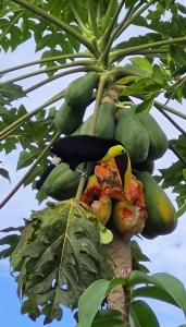 Jídlo v apartmánu nebo okolí + 5 fotografií