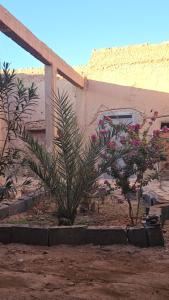 a building with two plants in front of it at Dar salam in Mhamid