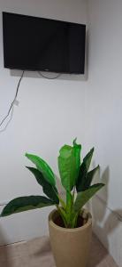 a plant in a pot sitting in front of a tv at Apart Brumato in Catriel