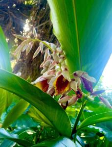 Zahrada ubytování Tropical Jungle Bugelow