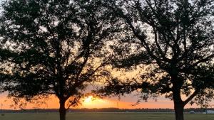 due alberi in un campo con il tramonto sullo sfondo di Tropical Jungle Bugelow a Naples
