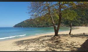 a tree on a sandy beach with the ocean at casa da Cilene in Angra dos Reis
