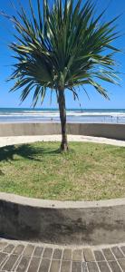 eine Palme auf einem Bürgersteig in Strandnähe in der Unterkunft Casa na praia mongagua próximo da plataforma in Mongaguá