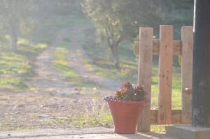 Vrt pred nastanitvijo Ferma Jebala Ecolodge