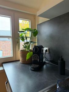 a black coffee maker sitting on a counter with a plant at Wohlfühloase Goslar no 3 in Goslar