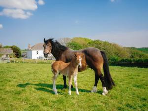 Ein Pferd und ein Babypferd stehen auf einem Feld in der Unterkunft The Hayloft in Walton West